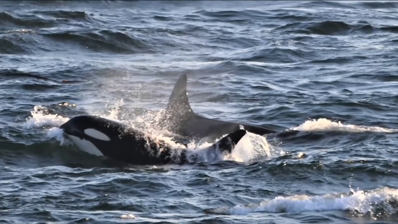 Ocean brawlers: Whale watchers get rare view of orcas and humpbacks fighting  in Salish Sea