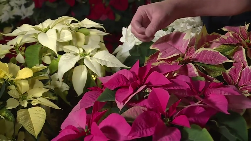 Get Up and Grow: Why poinsettia's are referred to as the official plant of  Christmas