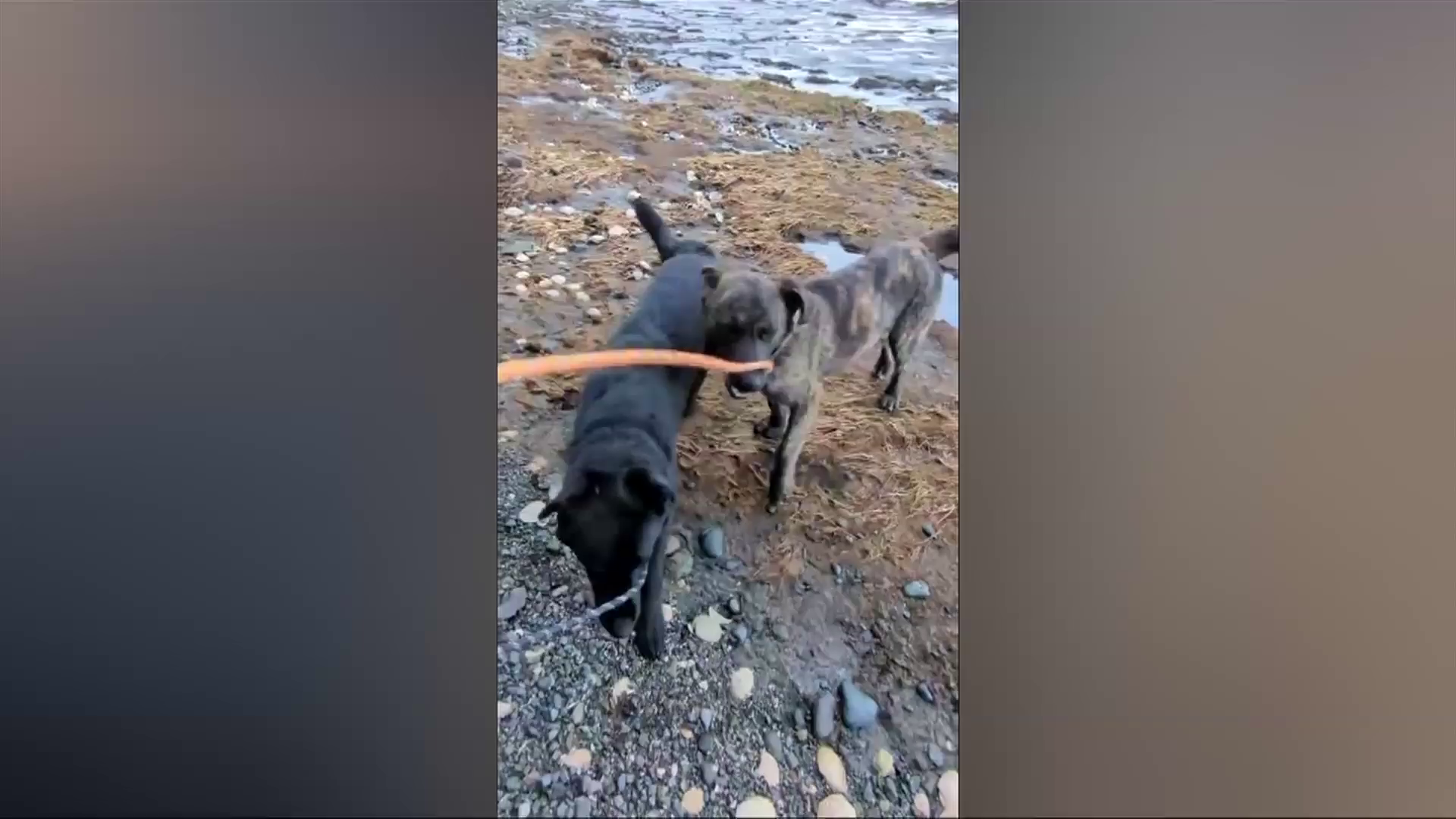 Dogs rescued from remote B.C. island almost ready for adoption