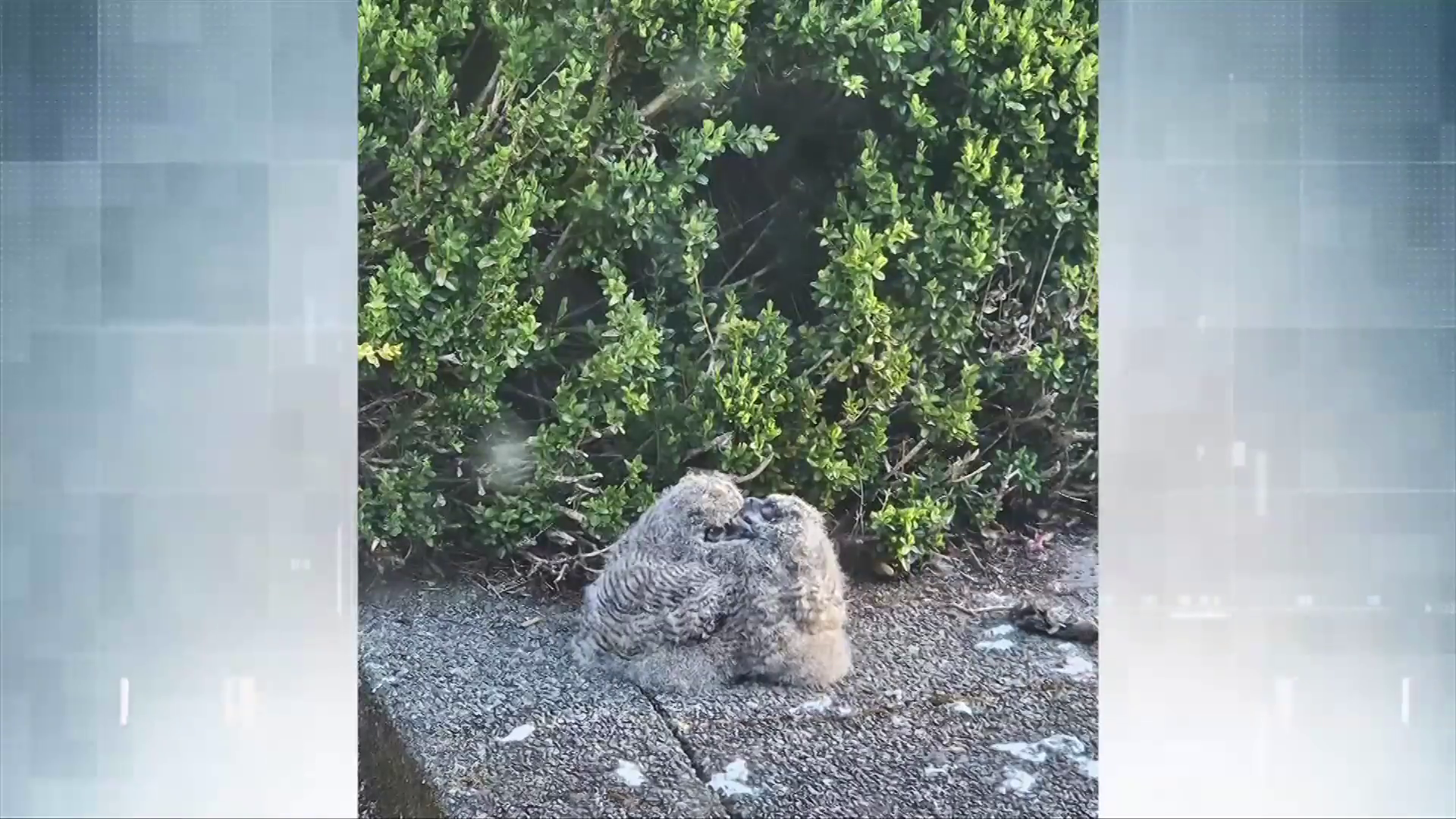 'We had a little surprise': Great horned owls move into Cowichan Bay yard to raise chicks