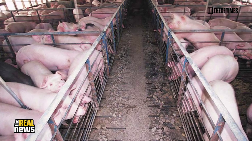 Rural Wisconsinites Take on the Factory Farming Industry